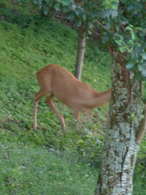 Into the Wild (..si f per dire)